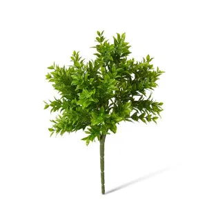 Tea Leaf Bush - 20 x 20 x 29cm by null, a Plants for sale on Style Sourcebook