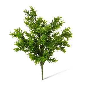 Tea Leaf Bush - 30 x 30 x 41cm by null, a Plants for sale on Style Sourcebook