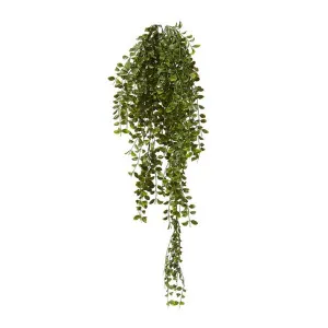 Ruscus Hanging Bush (Outdoor) - 30 x 22 x 86cm by null, a Plants for sale on Style Sourcebook