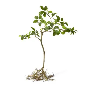 Blue Berry Tree with Roots - 68 x 44 x 90cm by null, a Plants for sale on Style Sourcebook