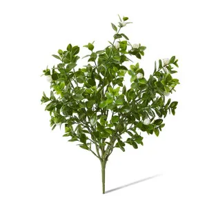 Jasmin Budding Bush - 28 x 28 x 44cm by null, a Plants for sale on Style Sourcebook