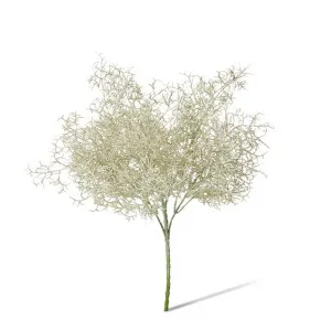 Airplant Bush - 24 x 24 x 37cm by null, a Plants for sale on Style Sourcebook
