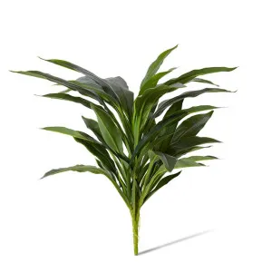 Dracaena Bush - 40 x 45 x 48cm by null, a Plants for sale on Style Sourcebook