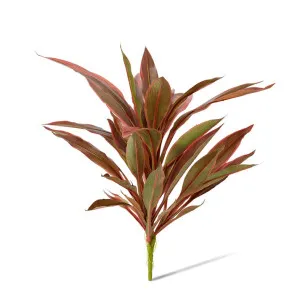 Dracaena Bush - 40 x 45 x 48cm by null, a Plants for sale on Style Sourcebook