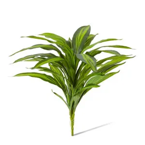 Dracaena Bush - 40 x 45 x 48cm by null, a Plants for sale on Style Sourcebook
