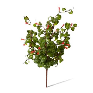 Indian Hoya Bush - 30 x 30 x 47cm by null, a Plants for sale on Style Sourcebook