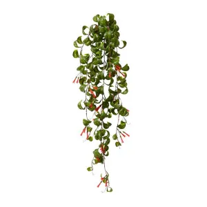 Indian Hoya Hanging Bush - 30 x 25 x 79cm by null, a Plants for sale on Style Sourcebook