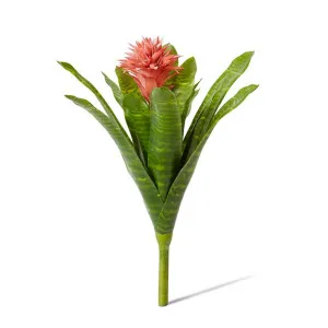 Bromeliad Plant - 30 x 30 x 50cm by null, a Plants for sale on Style Sourcebook