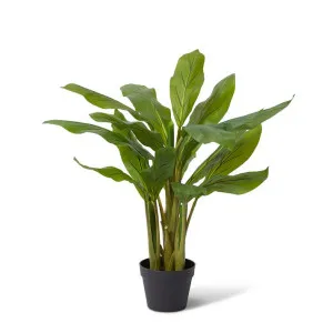 Cordyline Plant Potted - 60 x 60 x 120cm by null, a Plants for sale on Style Sourcebook