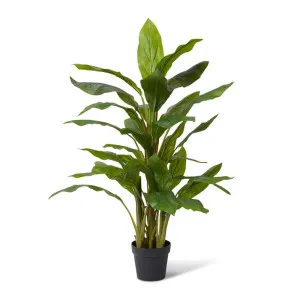 Cordyline Plant Potted - 45 x 45 x 85cm by null, a Plants for sale on Style Sourcebook