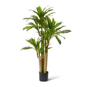 Dracaena Happy Plant - 80 x 60 x 155cm by null, a Plants for sale on Style Sourcebook