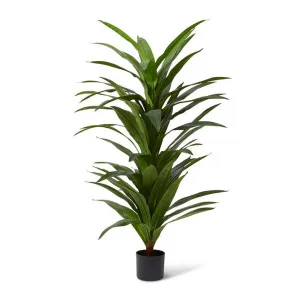 Dracaena Plant - 100 x 100 x 160cm by null, a Plants for sale on Style Sourcebook