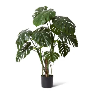 Monstera Plant - 110 x 110 x 120cm by null, a Plants for sale on Style Sourcebook
