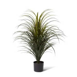 Yucca Plant Potted (Outdoor) - 70 x 70 x 90cm by null, a Plants for sale on Style Sourcebook