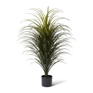 Yucca Plant Potted (Outdoor) - 80 x 80 x 105cm by null, a Plants for sale on Style Sourcebook