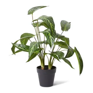 Caladium Plant Potted - 56 x 46 x 55cm by null, a Plants for sale on Style Sourcebook