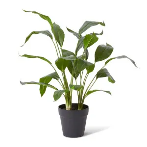 Cordyline Plant Potted - 48 x 42 x 60cm by null, a Plants for sale on Style Sourcebook