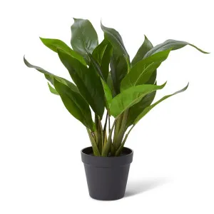 Lily Peace Plant Potted - 38 x 36 x 47cm by null, a Plants for sale on Style Sourcebook