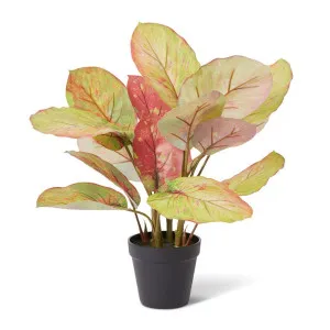 Aglaonema Plant Potted - 42 x 34 x 46cm by null, a Plants for sale on Style Sourcebook
