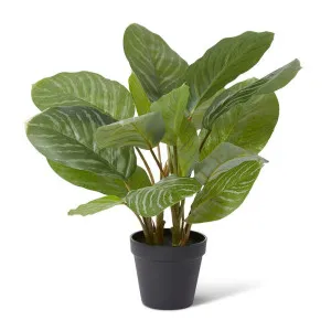 Aglaonema Plant Potted - 42 x 34 x 46cm by null, a Plants for sale on Style Sourcebook