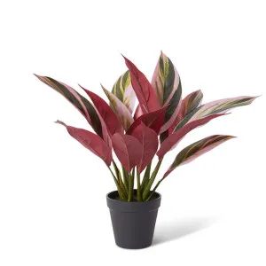 Calathea Plant Potted - 36 x 34 x 40cm by null, a Plants for sale on Style Sourcebook