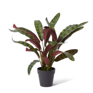 Calathea Zebra Plant Potted - 54 x 48 x 56cm by null, a Plants for sale on Style Sourcebook