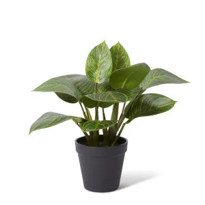 Philodendron Birkin Plant Pott - 34 x 32 x 31cm by null, a Plants for sale on Style Sourcebook
