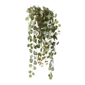 String of Hearts Plant Potted - 20 x 18 x 44cm by null, a Plants for sale on Style Sourcebook
