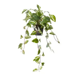 Hoya Plant Potted - 32 x 26 x 56cm by null, a Plants for sale on Style Sourcebook