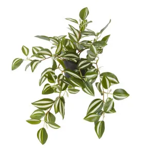 Wandering Jew Plant Potted - 34 x 28 x 36cm by null, a Plants for sale on Style Sourcebook