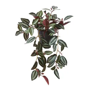 Wandering Jew Plant Potted - 34 x 28 x 36cm by null, a Plants for sale on Style Sourcebook