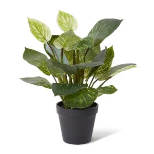 Philodendron Birkin Plant Pott - 30 x 28 x 39cm by null, a Plants for sale on Style Sourcebook