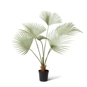 Fan Palm - 110 x 80 x 140cm by null, a Plants for sale on Style Sourcebook