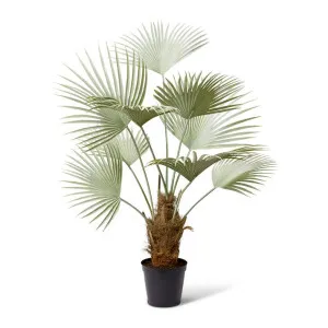 Fan Palm - 110 x 80 x 178cm by null, a Plants for sale on Style Sourcebook