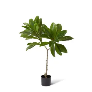 Loquat Tree - 80 x 65 x 120cm by null, a Plants for sale on Style Sourcebook