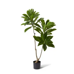 Loquat Tree - 88 x 80 x 150cm by null, a Plants for sale on Style Sourcebook