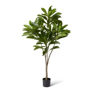 Loquat Tree - 98 x 90 x 180cm by null, a Plants for sale on Style Sourcebook