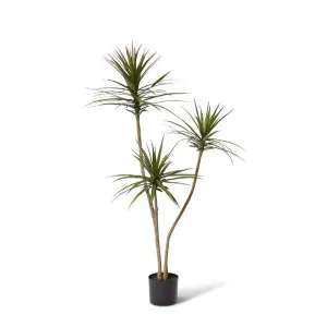 Yucca Tree - 76 x 70 x 150cm by null, a Plants for sale on Style Sourcebook
