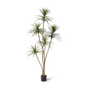Yucca Tree - 96 x 80 x 205cm by null, a Plants for sale on Style Sourcebook