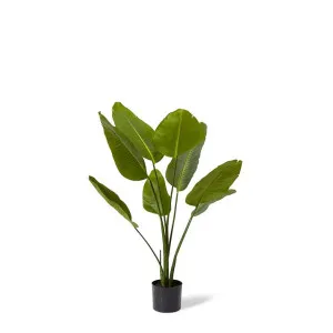 Bird of Paradise - 60 x 60 x 120cm by null, a Plants for sale on Style Sourcebook