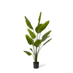 Bird of Paradise - 100 x 100 x 180cm by null, a Plants for sale on Style Sourcebook