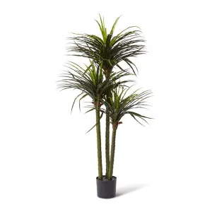 Dracaena Grass Tree Potted (Outdoor) - 90 x 80 x 163cm by null, a Plants for sale on Style Sourcebook
