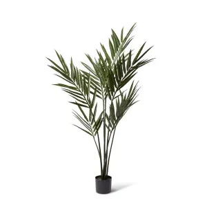 Palm Kentia (Outdoor) - 80 x 80 x 183cm by null, a Plants for sale on Style Sourcebook