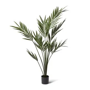 Palm Kentia (Outdoor) - 90 x 90 x 213cm by null, a Plants for sale on Style Sourcebook