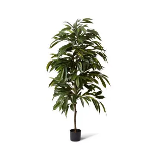 Ficus Alii Tree - 80 x 80 x 150cm by null, a Plants for sale on Style Sourcebook