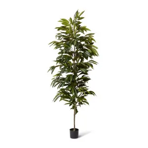 Ficus Alii Tree - 85 x 85 x 210cm by null, a Plants for sale on Style Sourcebook