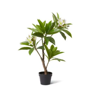 Frangipani Tree - 60 x 50 x 90cm by null, a Plants for sale on Style Sourcebook
