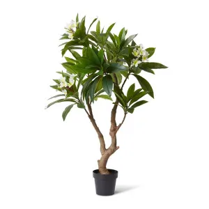 Frangipani Tree - 85 x 80 x 150cm by null, a Plants for sale on Style Sourcebook