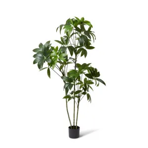 Schefflera Tree - 90 x 80 x 180cm by null, a Plants for sale on Style Sourcebook