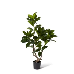 Ficus Altissima Tree - 80 x 80 x 135cm by null, a Plants for sale on Style Sourcebook